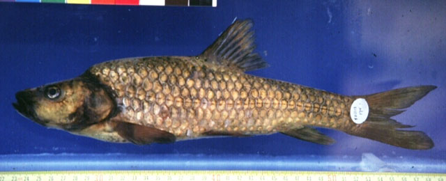 (Labeobarbus) Род ЛАБЕОБАРБУСЫ 43 вида